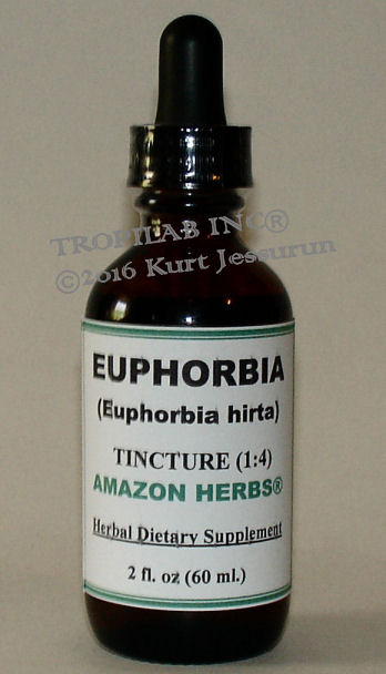 Euphorbia hirta, Asthma weed tincture (Tropilab).